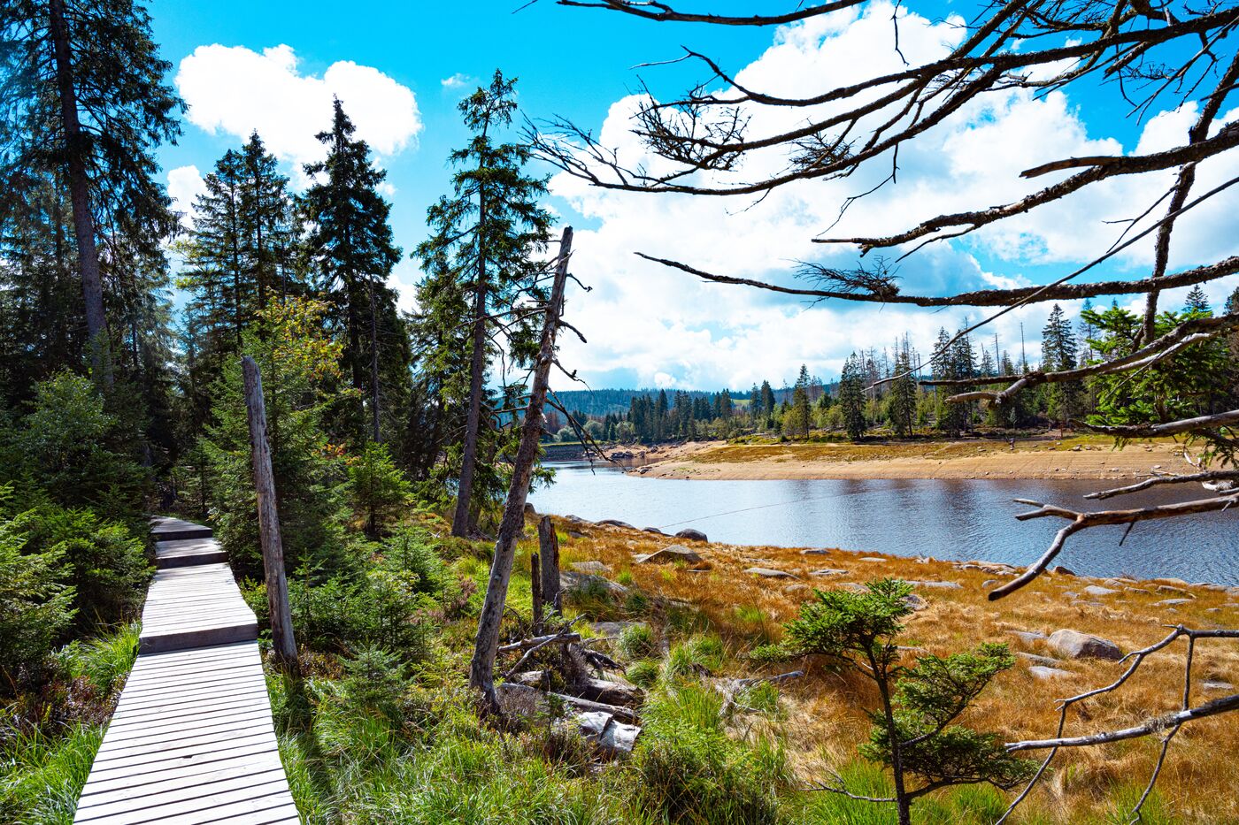 Bohlenpfad durch das Hochmoor im Nationalpark Harz