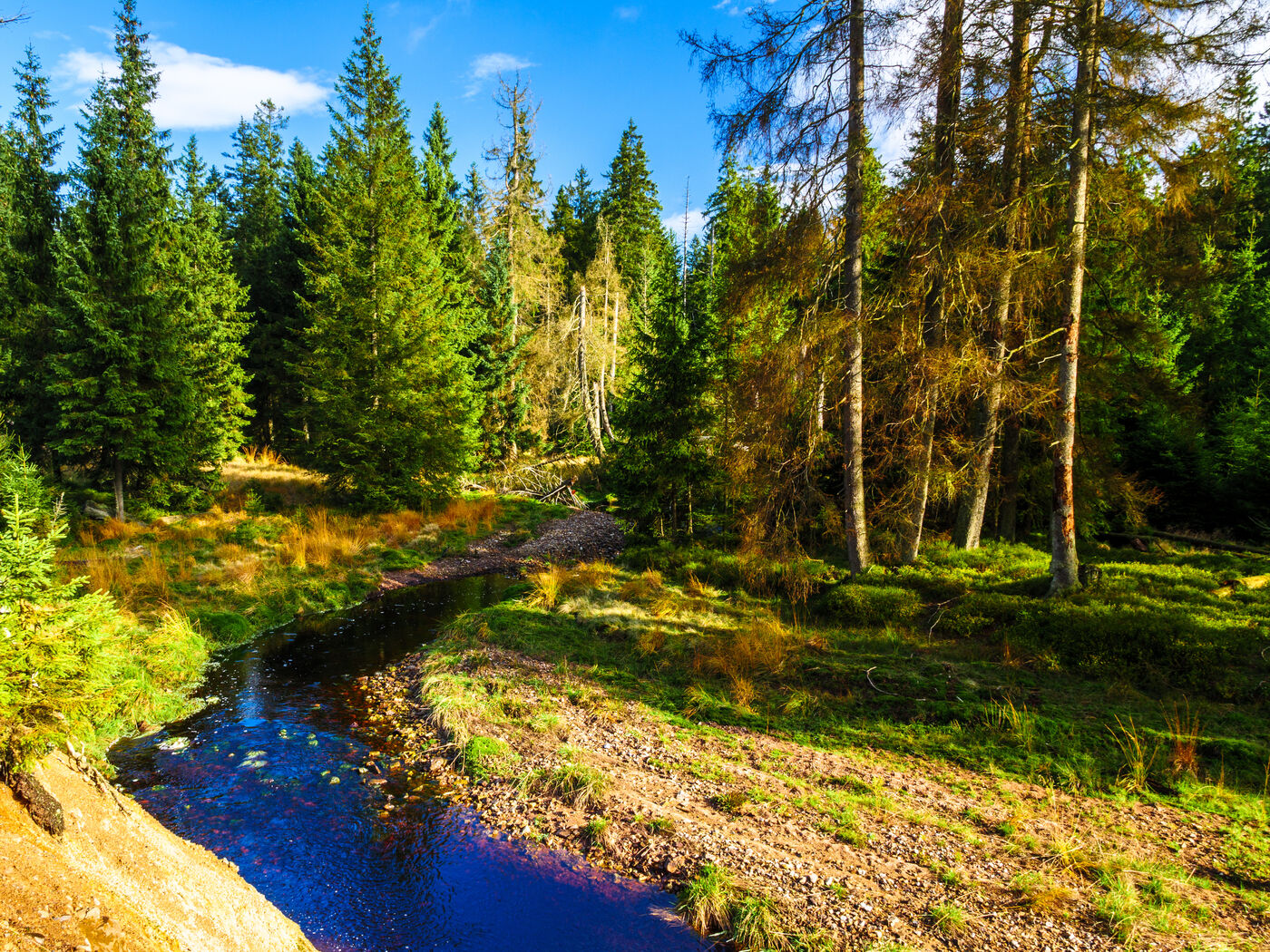 Idyllischer Bach im Nationalpark Harz