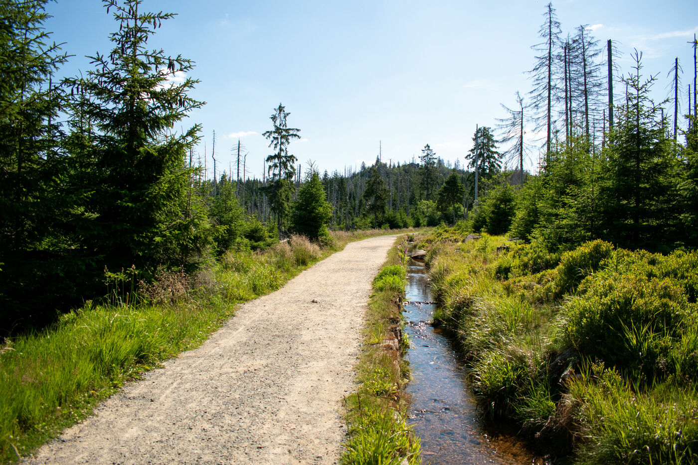 Natur im Nationalpark Harz