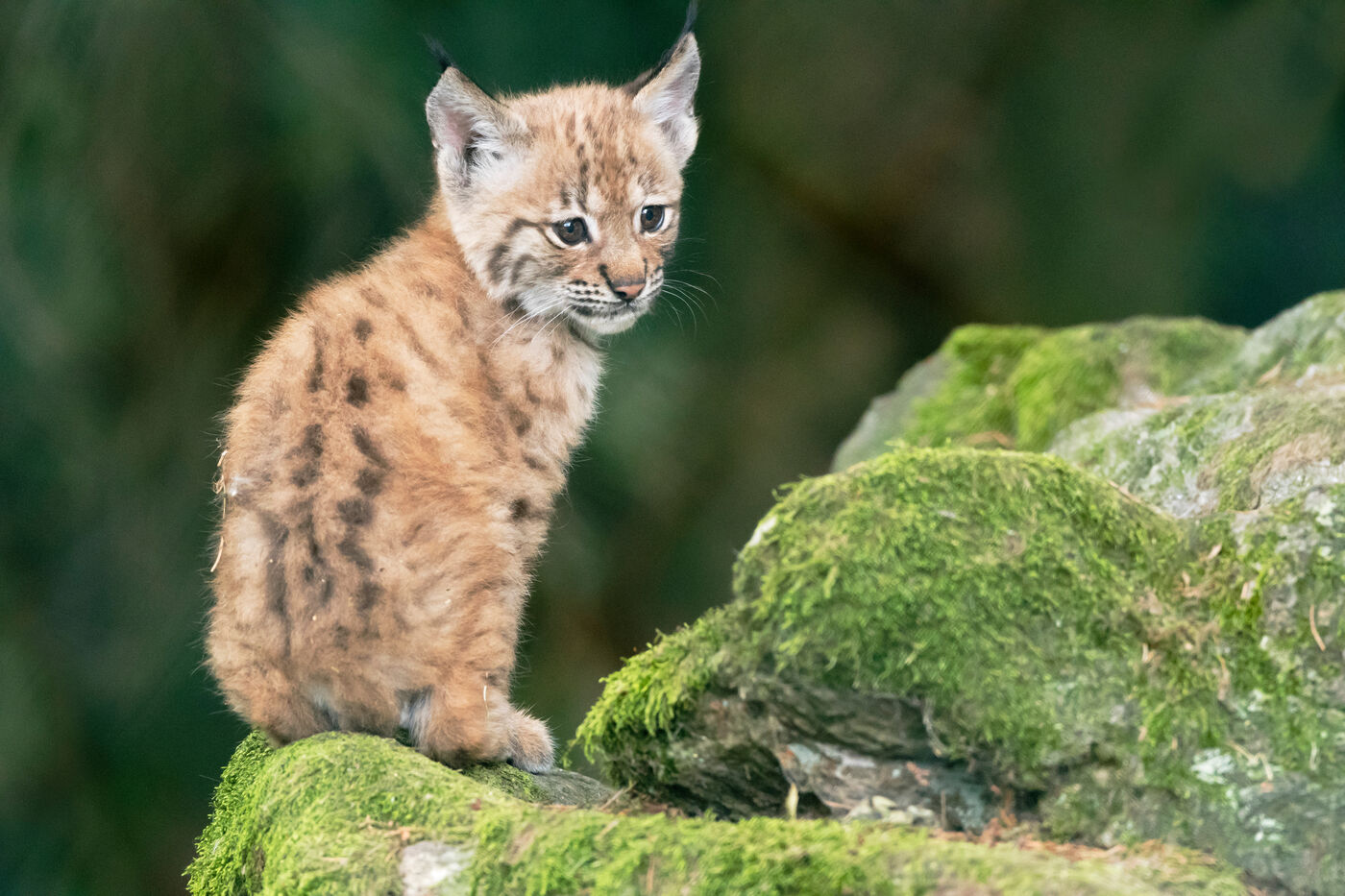 Junger Luchs im Nationalpark Harz