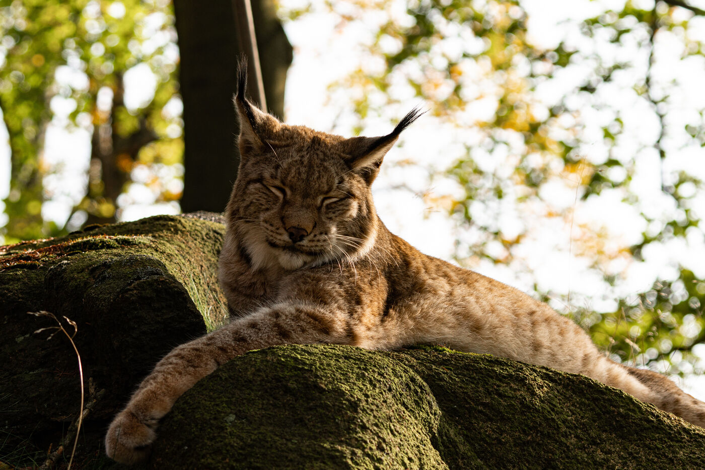 Luchs im Nationalpark Harz