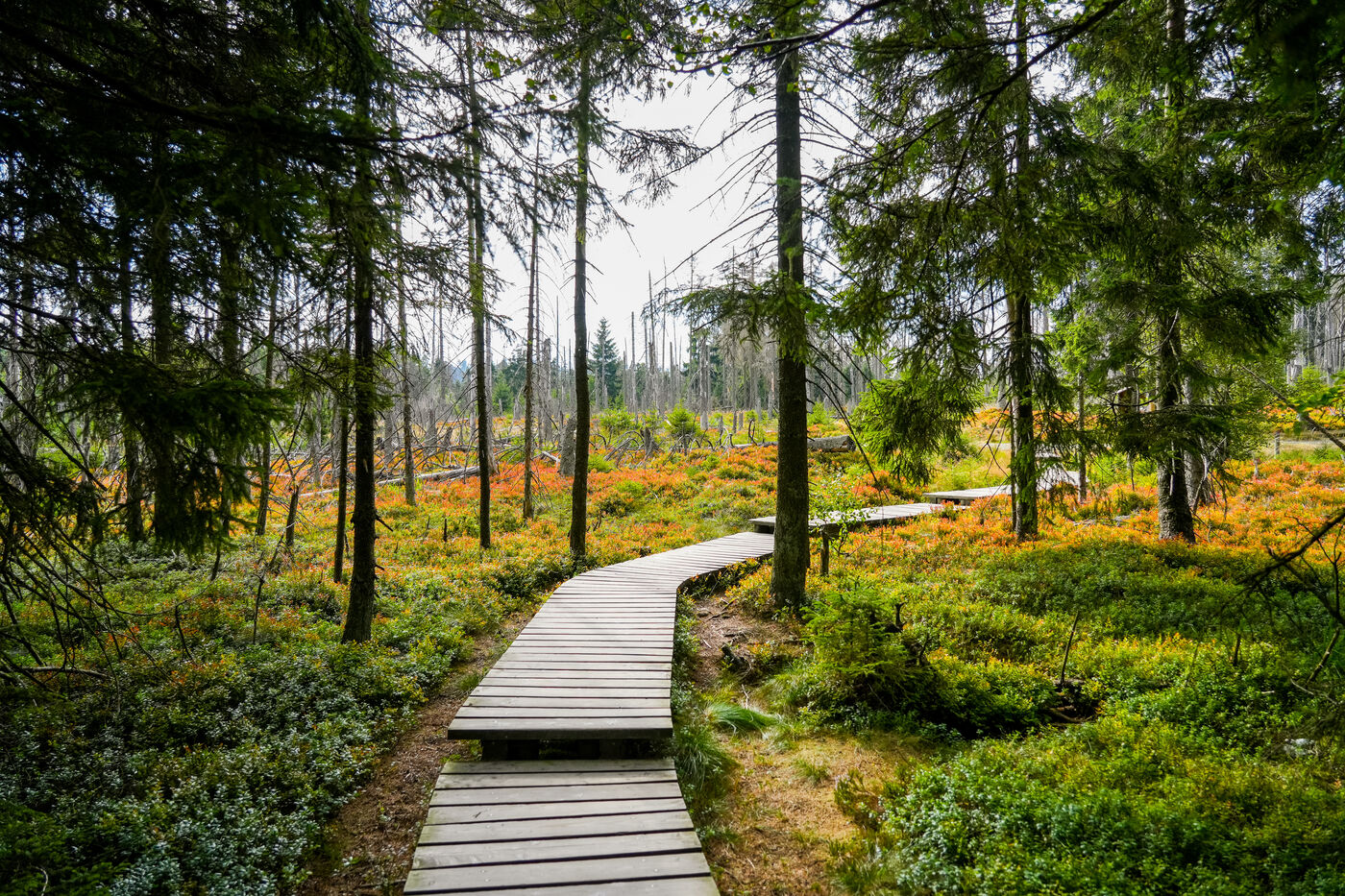 Wanderweg durch den Harz